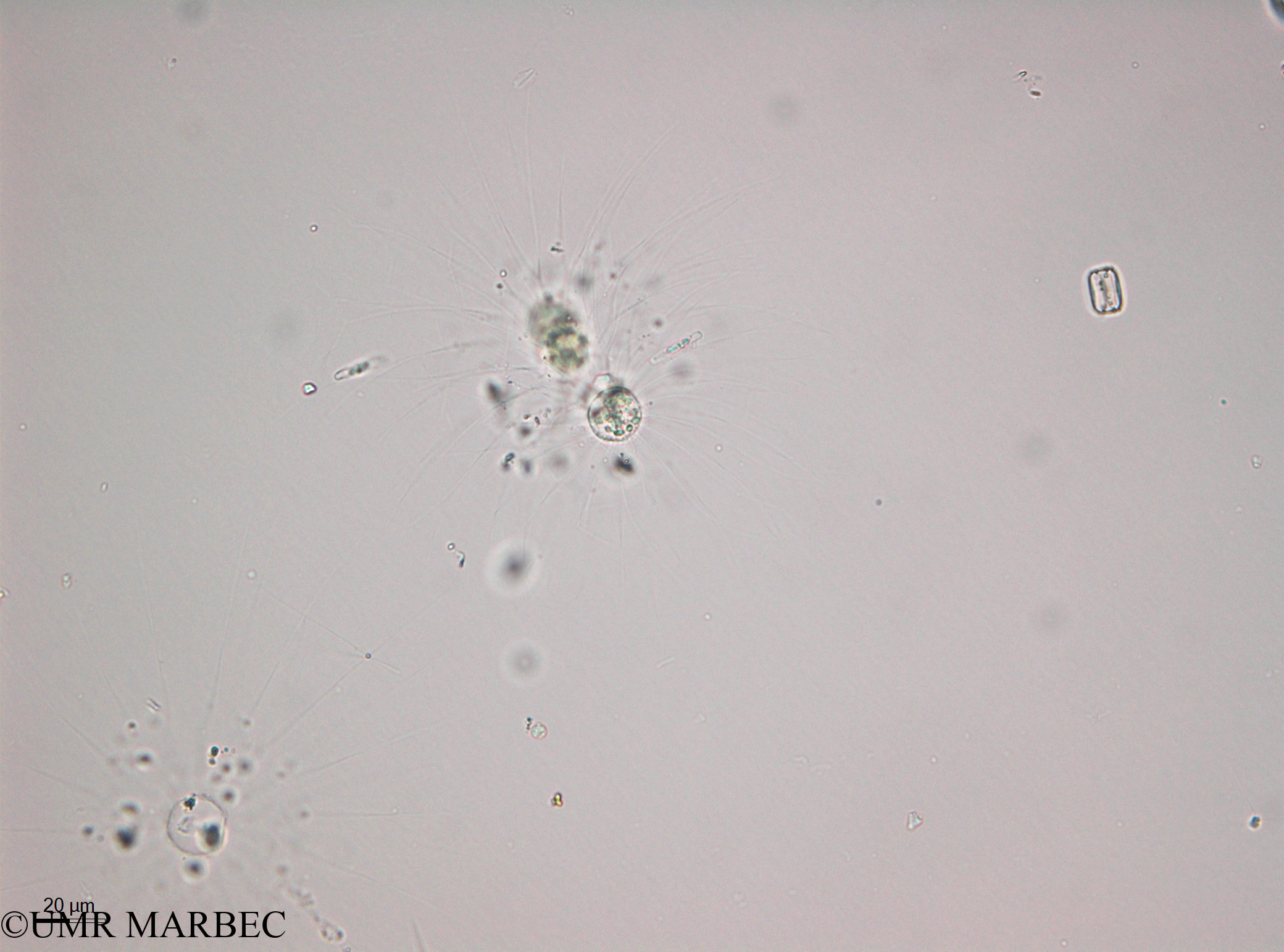 phyto/Thau_Lagoon/THAU_station1/OSU_plancton 2013/Bacteriastrum furcatum (40x -140210)(copy).jpg